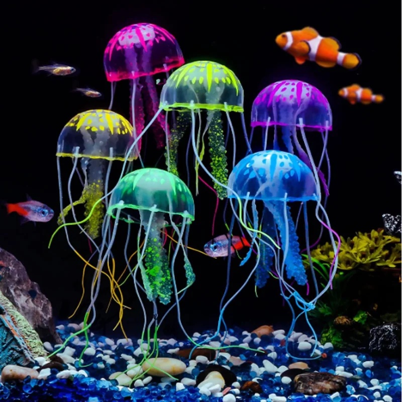 Aquarium Fish Discus - قطعة أو قطعتين من قنديل البحر