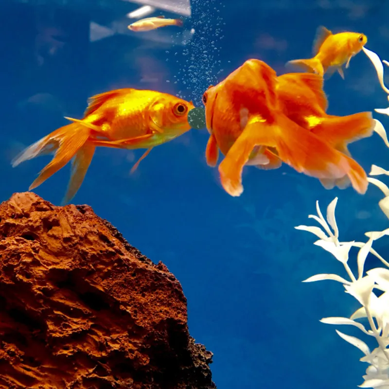 100 قطعة أقراص سبيرولينا عالية - مراجعة Aquarium Fish Vitamin وسعره
