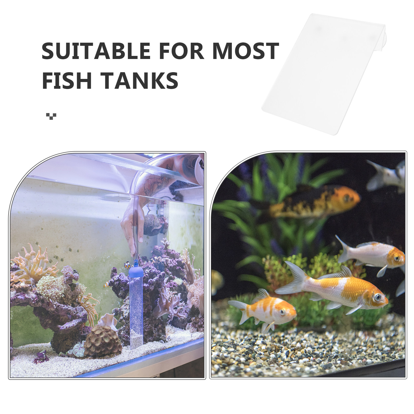 أداة تفريخ الأسماك قابلة للإزا - مراجعة Aquarium Fish Discus وسعره