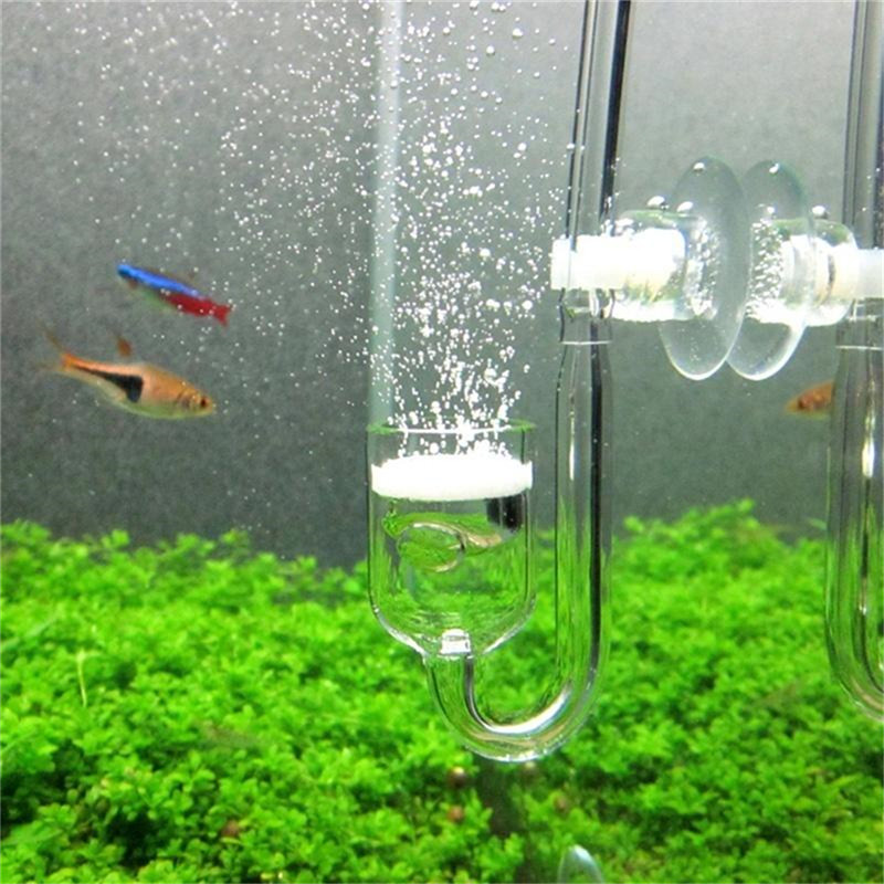 ناشر ثاني أكسيد الكربون الزجاج - مراجعة Aquarium Fish Discus وسعره