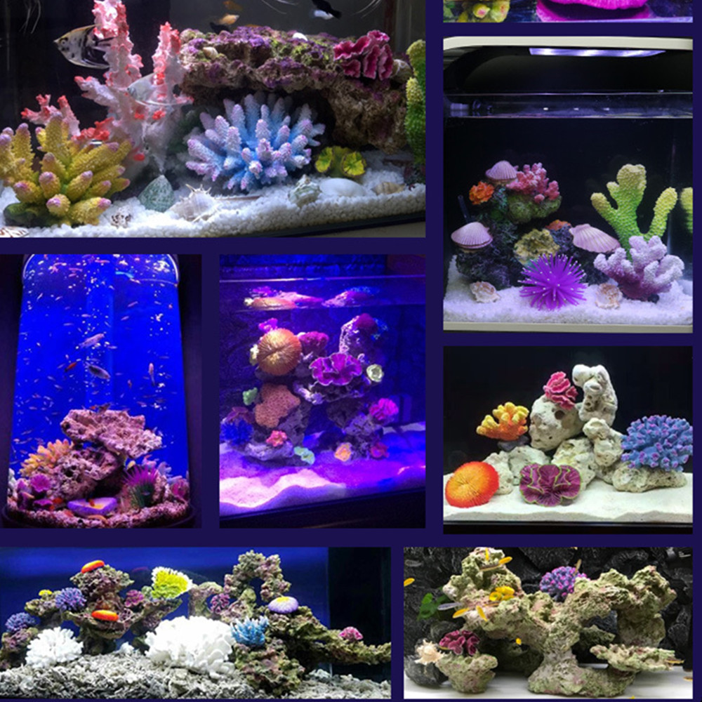 زينة حوض أسماك للشعاب المرجاني - مراجعة Aquarium Fish Discus وسعره