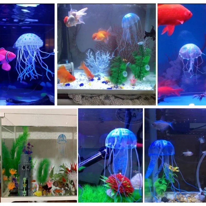قطعة أو قطعتين من قنديل البحر  - مراجعة Aquarium Fish Discus وسعره