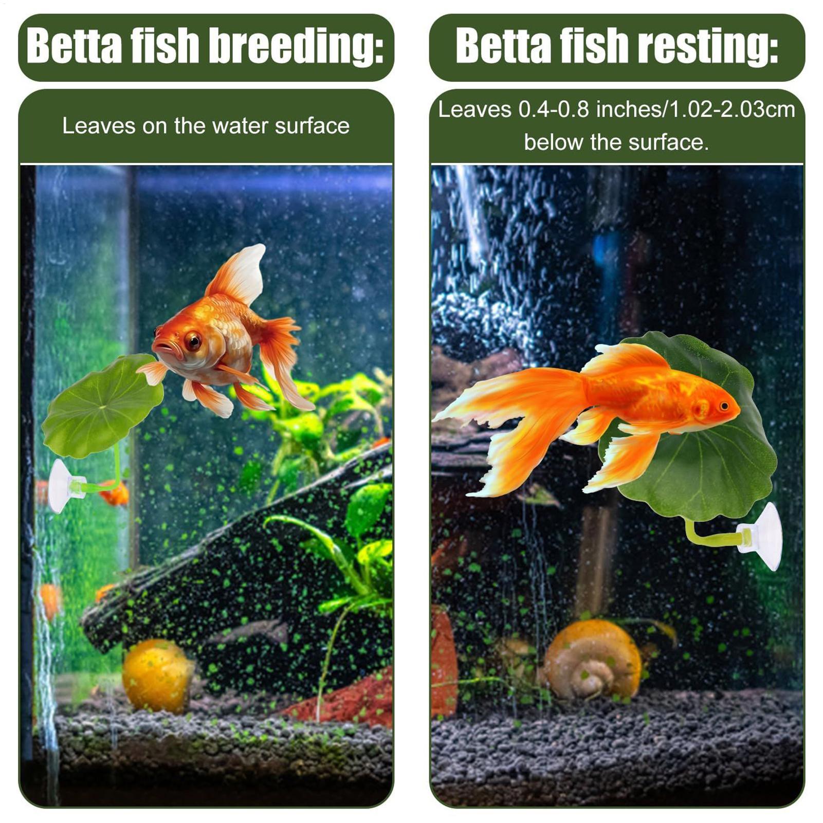 بيتا أرجوحة السمك 5 قطع قابل ل - مراجعة Fish Toy In Aquarium وسعره