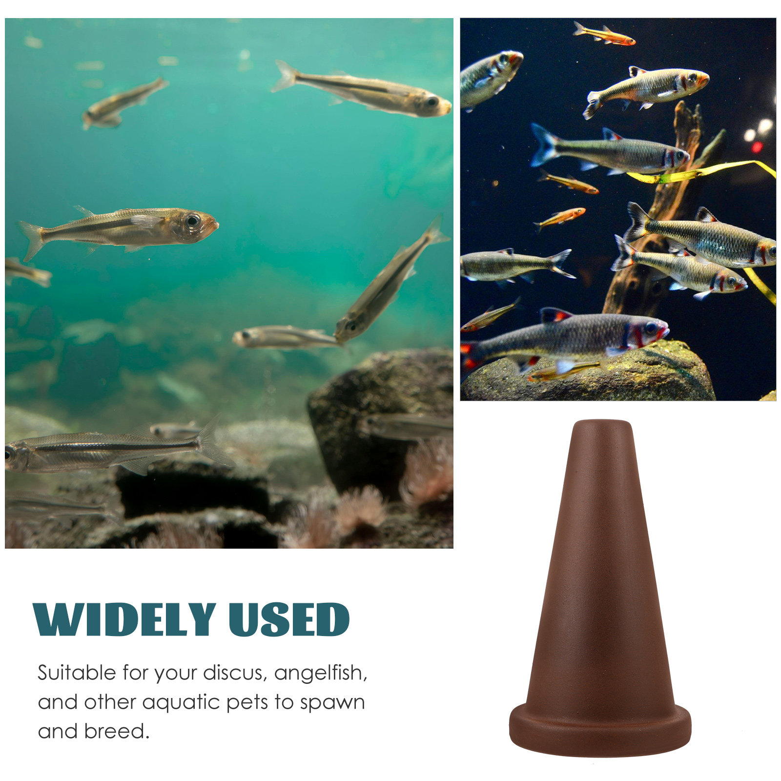 كهف تكاثر وتكاثر الأسماك على ش - مراجعة Aquarium Fish Discus وسعره