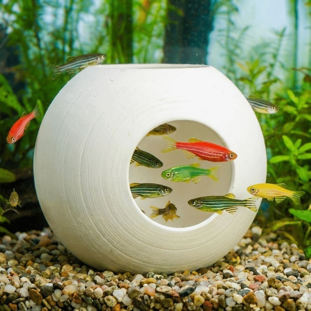 نفق بلاستيكي كروي الشكل للاختب - مراجعة Aquarium Fish Discus وسعره
